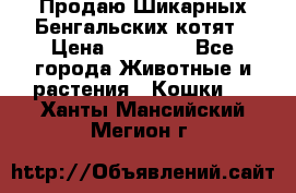 Продаю Шикарных Бенгальских котят › Цена ­ 17 000 - Все города Животные и растения » Кошки   . Ханты-Мансийский,Мегион г.